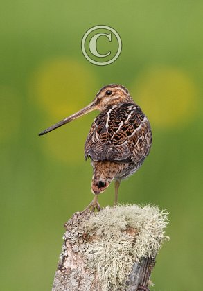 Common Snipe on a Post DM1057